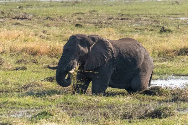 Telephoto Shot African Elephant Feeding Itself Banks Chobe River Chobe — 스톡 사진