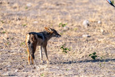 Botsvana 'da Chobe Ulusal Parkı' nda sabah erken saatlerde gezinen yan çizgili bir çakal -Canis Adustus..