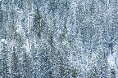 Telephoto shot of the snow-covered trees in Yosemite valley at Dawn.