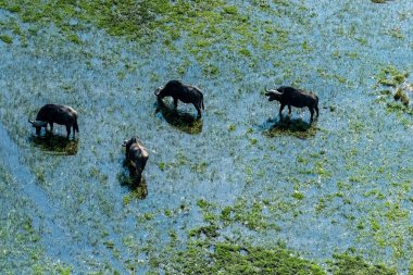 Arial telephoto shot of an African Buffalo -Syncerus caffer- grazing in the Okavango Delta wetlands, Botswana.