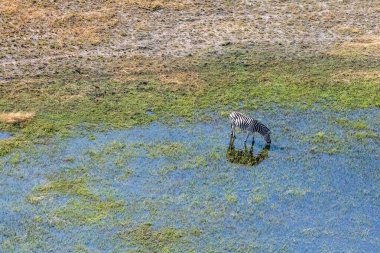 Aerial telephoto shot of a single zebra grazing in the Okavango delta wetlands in Botswana.