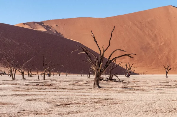 Landscape Shot Iconic Dead Trees Namibian Deadvlei Area — Foto Stock