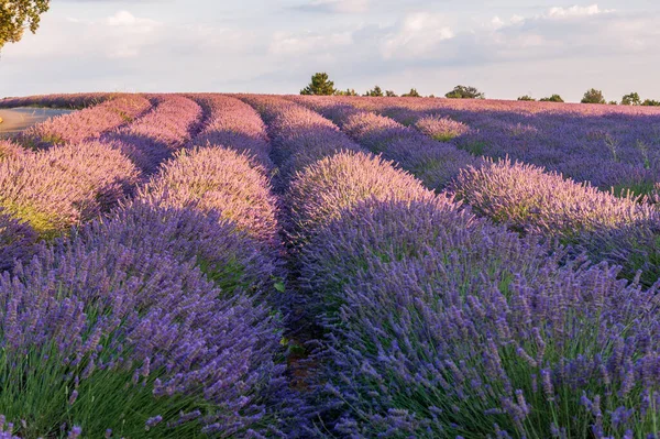 Detail Lavender Field Southern French Provence Sunny Summer Afternoon — Fotografia de Stock