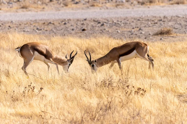 Telephoto Shot Two Impalas Aepyceros Melampus Engaging Head Head Fight —  Fotos de Stock