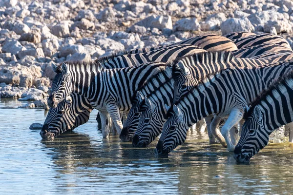 纳米比亚埃托沙国家公园平原上的一群布尔谢尔平原斑马 马库斯类动物 正在从一个水坑中喝水 — 图库照片