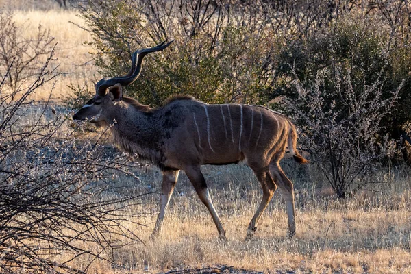 Telefoniczne Ujęcie Większej Kudu Tragelaphus Strepsiceros Parku Narodowym Etosha Namibia — Zdjęcie stockowe