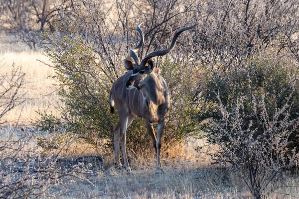 Telephoto Shot Greater Kudu Tragelaphus Strepsiceros Etosha National Park Namibia —  Fotos de Stock