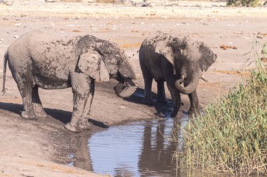 Namibya 'daki Etosha Ulusal Parkı' ndaki bir su birikintisinden su içen iki Afrika filinin telefon çekimi..