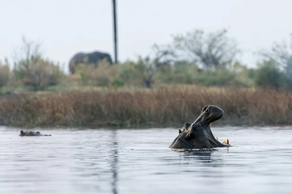 在黄金时段漂浮在奥卡万戈三角洲的河马 河马两栖动物的低透视镜头 — 图库照片