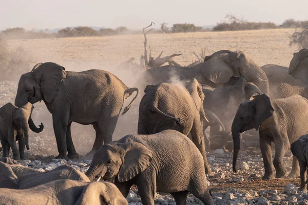 アフリカゾウの群れのテレフォト撮影 ロクソデンタアフリカ 江東社国立公園の水飲み場で入浴 — ストック写真
