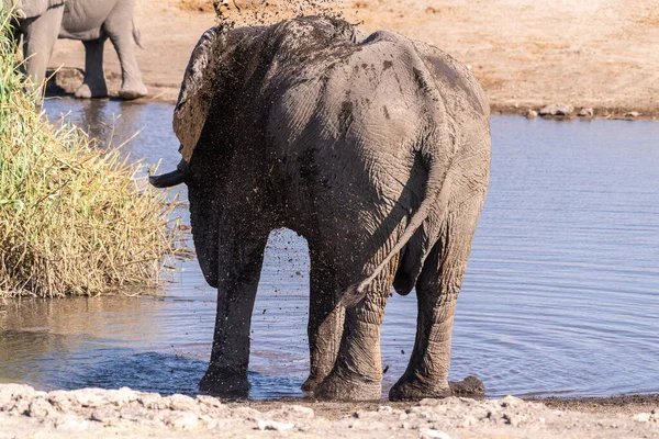 Телефотосъемка Африканского Слона Посыпающегося Водой Возле Водопоя Национальном Парке Этоша — стоковое фото