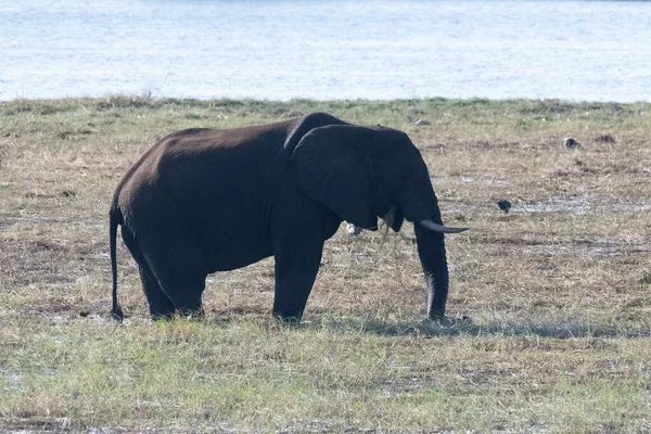 チョベ川の岸でアフリカゾウが餌を与えているところを撮影した写真 ボツワナのチョベ国立公園 — ストック写真