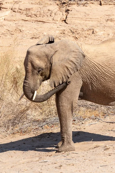 Nahaufnahme Eines Afrikanischen Wüstenelefanten Loxodonta Africana Wandert Der Wüste Nordwesten — Stockfoto