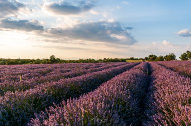 Detail of a lavender field in the Southern French Provence, on a sunny summer afternoon.