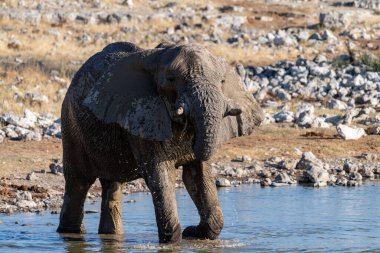 Afrika fili Loxodonta Afrika 'nın Namibya' daki Etosha Ulusal Parkı 'ndaki bir su birikintisinden içerken çekilmiş bir fotoğraf..