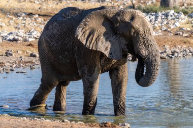 Telephoto shot of one African Elephant -Loxodonta Africana- drinking from a waterhole in Etosha National Park, Namibia.