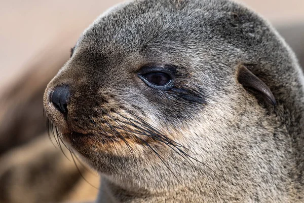 Cloe Fur Seal Cape Cross Seal Reserve Skeleton Coast Namibia — Zdjęcie stockowe