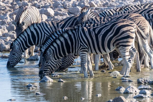 Een Groep Burchells Plains Zebra Equus Quagga Burchelli Drinken Uit — Stockfoto