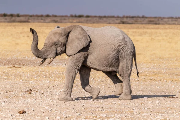 Telefoto Jednoho Afrického Slona Loxodonta Africana Běžícího Přes Pláně Národního — Stock fotografie