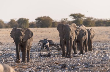 Afrika fili Loxodonta Afrikana sürüsü içmek ve banyo yapmak için Namibya 'daki Etosha Ulusal Parkı' ndaki bir su birikintisine yaklaşıyor..