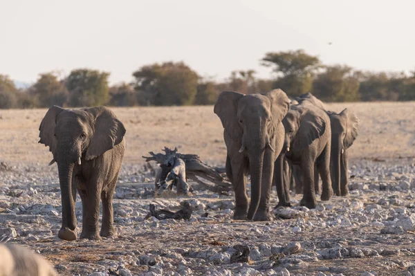 Stádo Afrických Slonů Loxodonta Africana Blíží Prameni Národním Parku Etosha — Stock fotografie