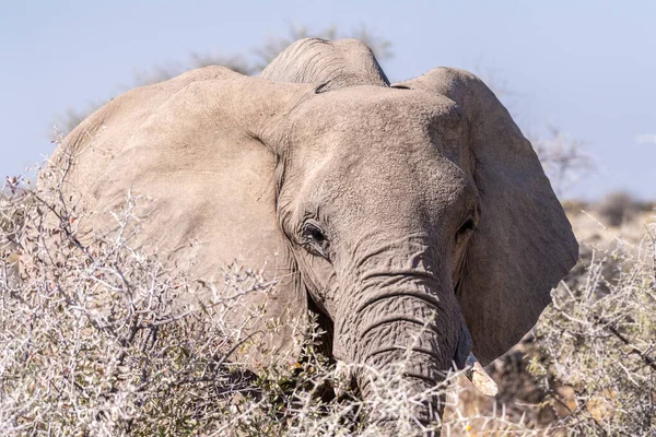 Telefoto Disparo Cabeza Elefante Africano Loxodonta Africana Comiendo Parque Nacional —  Fotos de Stock