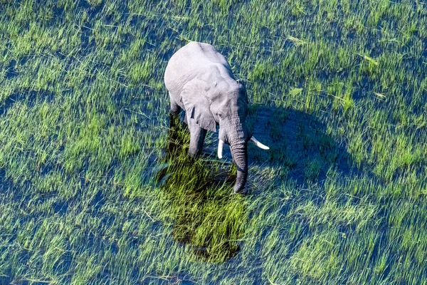 Aerial Telephoto Shot African Elephant Wading Shallow Waters Okavango Delta — Foto de Stock