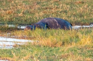 Chobe nehrinin kıyısında, Botswana 'da ölü bir su aygırının yakın çekimi..