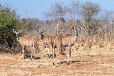 Tragelaphus Strepsiceros, Botswana Chobe Ulusal Parkı 'nda gergin ve tetikte..