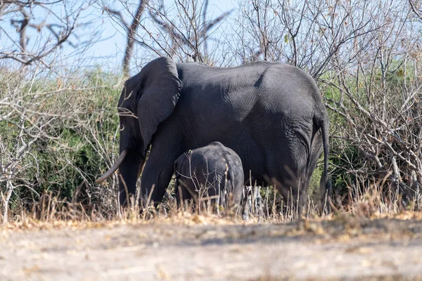 Telefoto Grupo Elefantes Africanos Alimentando Parque Nacional Chobe Botsuana — Fotografia de Stock