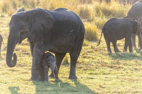 보츠와 공원에서 초베강 옆에서 아프리카 코끼리 아프리카나와 — 스톡 사진