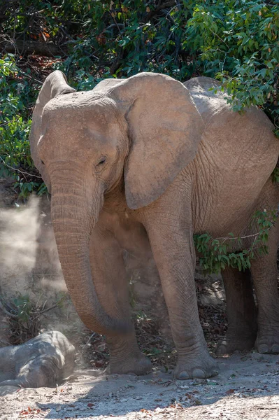 Foto Ravvicinata Elefante Del Deserto Qualche Parte Namibia — Foto Stock
