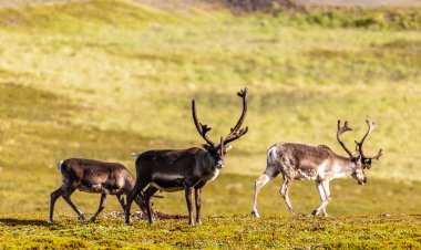 Telephot shot of a group of running reindeer in Northern Norway.