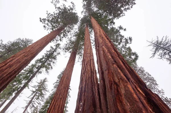 Exteriér Zasněžených Giant Sequoias Mariaposa Grove Yosemite National Park — Stock fotografie
