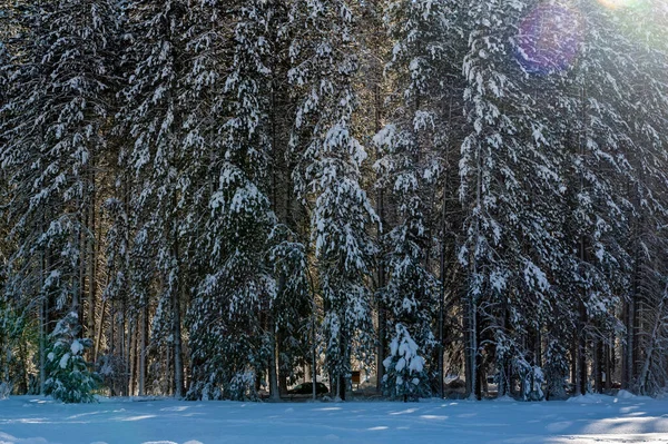 Группа Заснеженных Деревьев Национальном Парке Йосемити Выделяется Подсвеченным Солнцем — стоковое фото