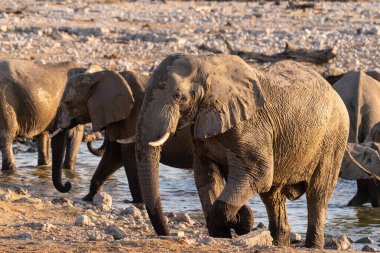 Afrika fili Loxodonta Africana sürüsünün Etosha Ulusal Parkı 'ndaki bir su birikintisinde banyo yaparken çekilmiş resmi..