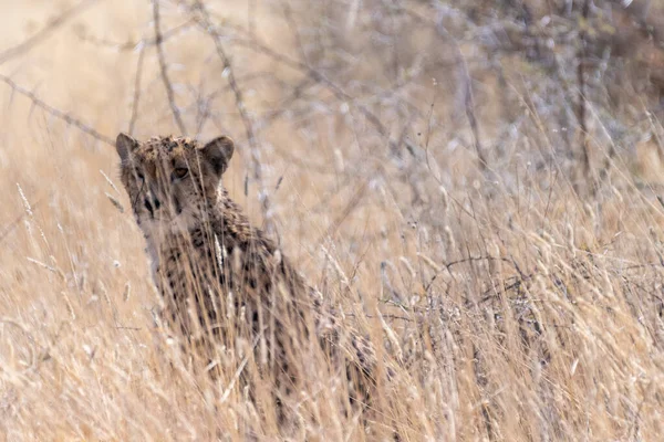 Telephoto Show Cheeta Hiding Bushes Etosha National Park Namibia — Photo