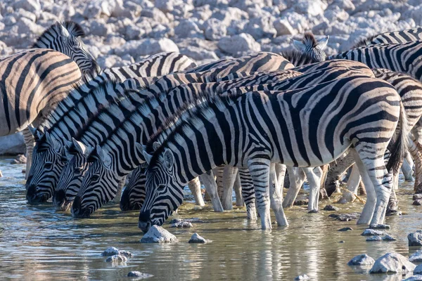 Group Burchells Plains Zebra Equus Quagga Burchelli Drinking Waterhole Plains — Stock Photo, Image