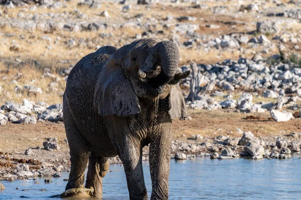 포토는 나미비아에 있는에 공원에 물웅덩이에서 식수를 마시고 아프리카코끼리 아프리카나 사진을 — 스톡 사진