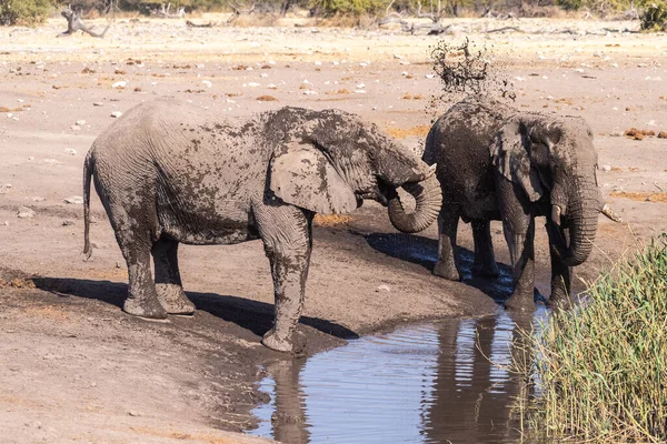 Telefoto Dos Elefantes Africanos Bebiendo Pozo Agua Parque Nacional Etosha — Foto de Stock