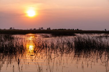 Botsvana 'daki Okavango Deltası' nda güzel bir günbatımının telefon çekimleri..