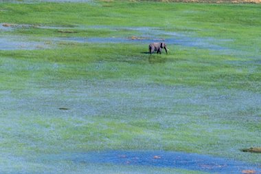 Botswana 'daki Okavango Deltası' nın sığ sularında yüzen bir Afrika filinin telefoto görüntüsü..