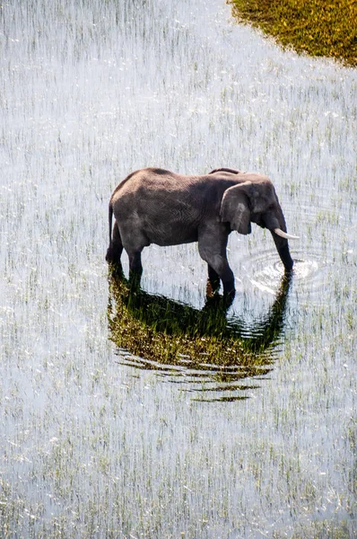 Aerial Telephoto Shot African Elephant Wading Shallow Waters Okavango Delta — ストック写真
