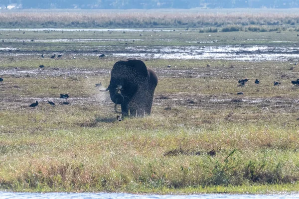 Telefoto Afrického Slona Jak Krmí Břehu Řeky Chobe Národní Park — Stock fotografie