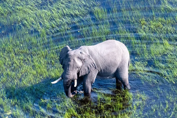 Aerial Telephoto Shot African Elephant Wading Shallow Waters Okavango Delta — ストック写真
