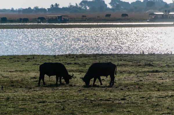 Telephoto Shot Herd Cape Buffalo Syncerus Caffer Grazing Banks Chobe —  Fotos de Stock