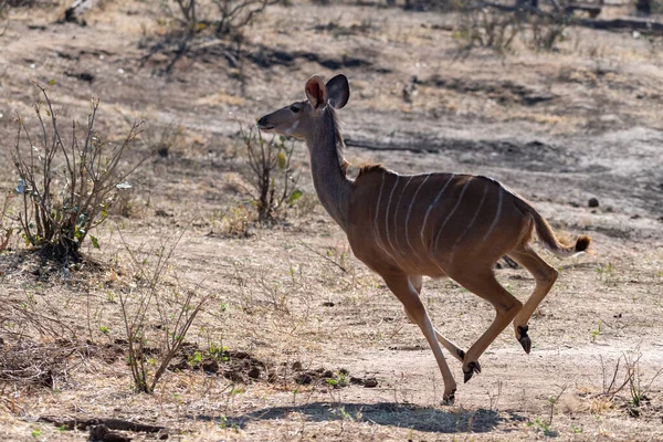 Egy Futó Ugráló Kudu Chobe Nemzeti Parkban — Stock Fotó