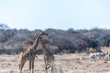 İki Angola Zürafası - Züraffa Zürafası - Etosha Ulusal Parkı, Namibya uçaklarında duruyor..