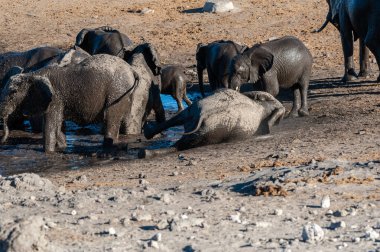 Afrika Filleri bir sürü -Loxodonta Africana- Etosha Milli Parkı, Namibya bir su birikintisi banyo.