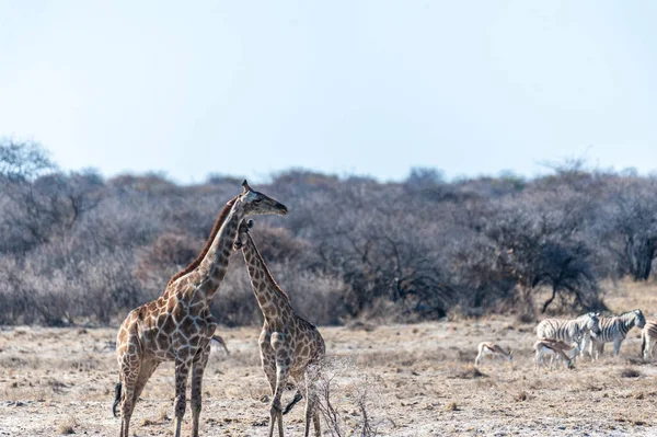 Due Giraffe Angolane Giraffa Giraffa Angolensis Piedi Sugli Aerei Del — Foto Stock